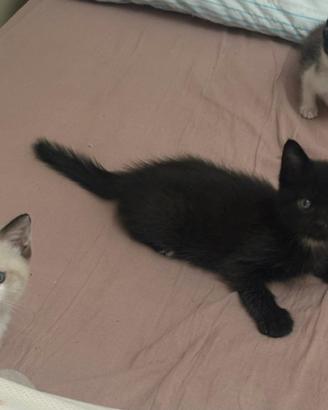 Si vendono gattini incroci