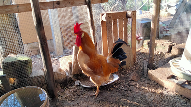 Galli galline Coppia di bionda piemontese 7 mesi