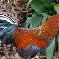 Gallo e gallina ruspanti