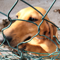 Cani da seguita alla lepre