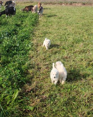Cuccioli  pastore dei Pirenei 