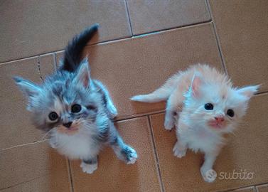 Maine coon