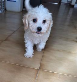 Cucciola Maltipoo