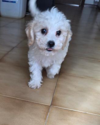 Cucciola Maltipoo