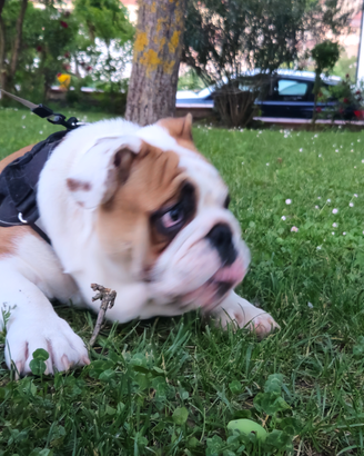 Bulldog inglese (pedigree) Lapo x monta