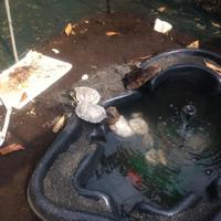Tartarughe acquatiche + laghetto in pvc