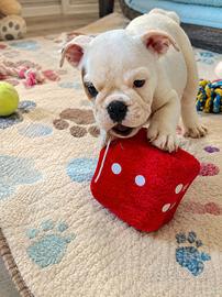 cuccioli di bulldog inglese
