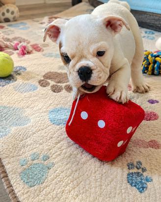 cuccioli di bulldog inglese