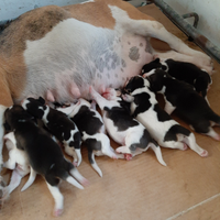 Cuccioli di beagle