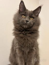 Cucciola M.C. possibilità pedigree aperto