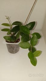 Hoya Chouke