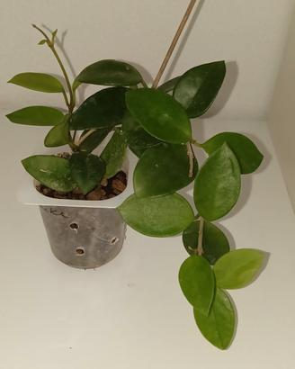 Hoya Chouke