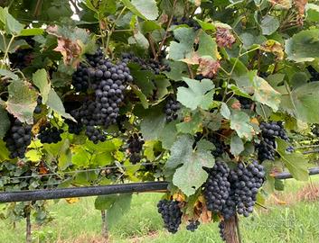 Vigneto di 3 ettari molto produttivo