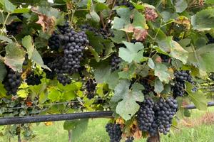 Vigneto di 3 ettari molto produttivo