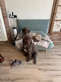 Lagotto romagnolo