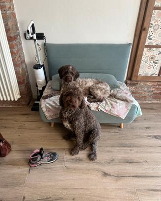 Lagotto romagnolo