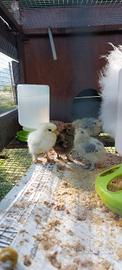 Disponibili galli , galline , pulcini moroseta e m