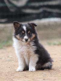 Cuccioli Cane da Pastore scozzese del Shetland
