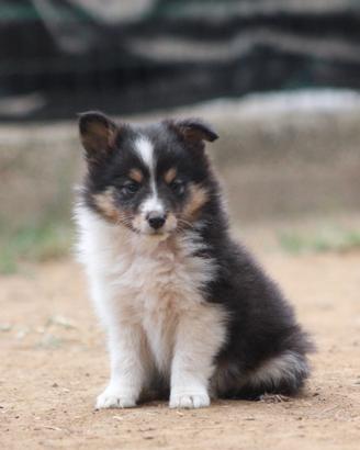 Cuccioli Cane da Pastore scozzese del Shetland