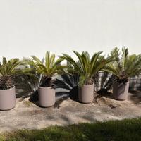 Quattro cycas in vaso