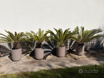 Quattro cycas in vaso