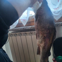 Si vendono trote a domicilio