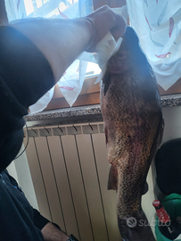 Si vendono trote a domicilio