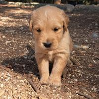 Cuccioli di Golden Retriever delle Sette Stelle