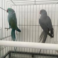 Parrocchetti dal collare mutati