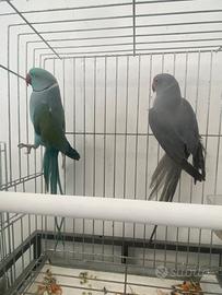 Parrocchetti dal collare mutati