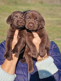 Cuccioli di Labrador Cioccolato - by Marina Lab