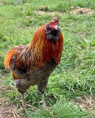 Araucana