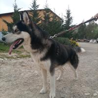 Husky siberiano per monta