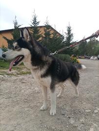 Husky siberiano per monta