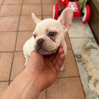 Bulldog francese