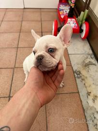 Bulldog francese