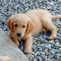 Golden retriever americano con pedigree