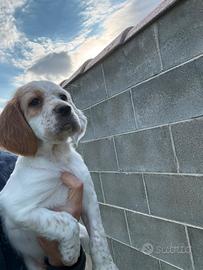 Cuccioli Setter Inglese
