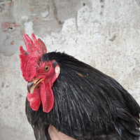Gallo di coccincina nana nero