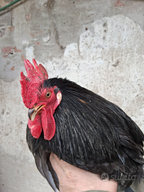 Gallo di coccincina nana nero