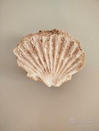 esemplare di fossile marino