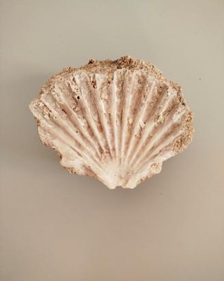 esemplare di fossile marino