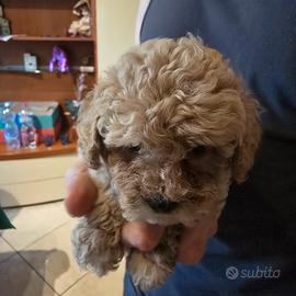 maltipoo toy