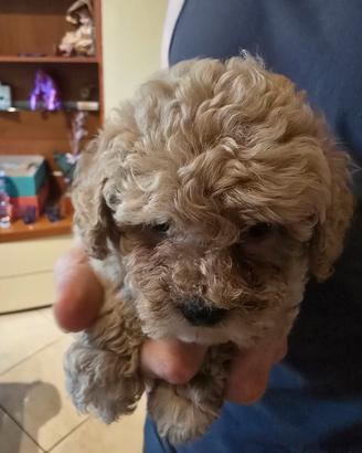 maltipoo toy