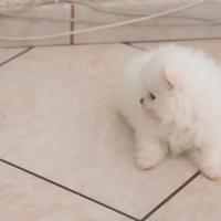 Spitz Pomerania