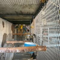 Parrocchetti dal collare