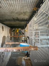 Parrocchetti dal collare