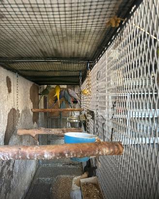 Parrocchetti dal collare