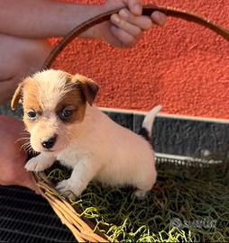 Cucciolo di jack russel