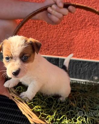 Cucciolo di jack russel